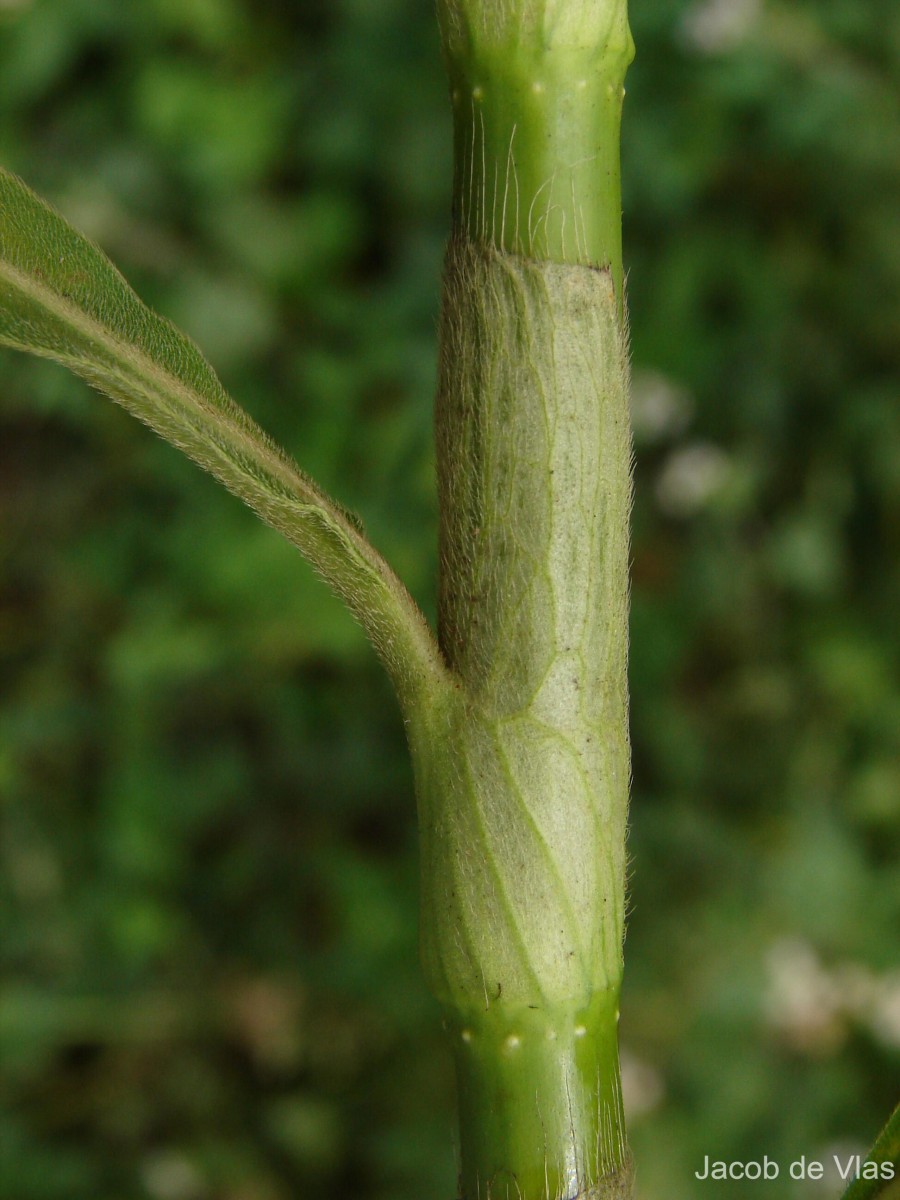 Persicaria barbata (L.) H.Hara